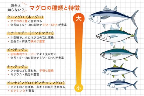 sex マグロ|マグロの意味は？マグロと呼ばれてしまう人の特徴とマグロにな .